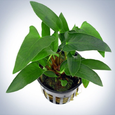 Анубиас Копьевидный, в горшочке